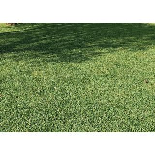 Compra HIERBA BRASILEÑA BRASILPRO (1 Kgr.). en la tienda online Fito Agrícola