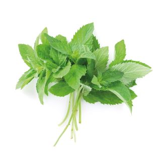 Compra HIERBABUENA ECOLÓGICA ME11 en la tienda online Fito Agrícola