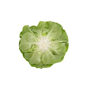 Compra LECHUGA HILBERT RZ Pildorada (5.000 Semillas). en la tienda online Fito Agrícola