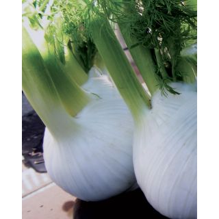 Compra HINOJO AMADEUS F1 Pildorada (10.000 Semillas) en la tienda online Fito Agrícola