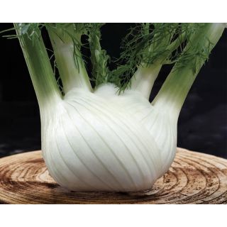 Compra HINOJO DIAMANTE F1 Pildorada (10.000 Semillas) en la tienda online Fito Agrícola