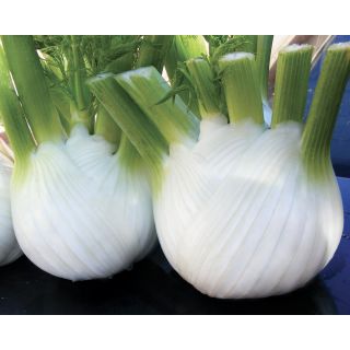 Compra HINOJO MOZART F1 Pildorada (5.000 Semillas) en la tienda online Fito Agrícola