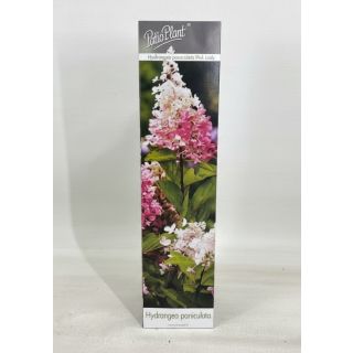 Compra HORTENSIA PINK LADY (1 unid.). en la tienda online Fito Agrícola