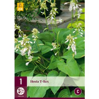 Compra HOSTA T-REX en la tienda online Fito Agrícola