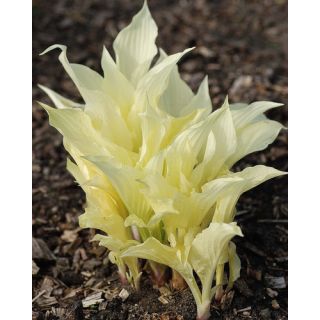 Compra HOSTA WHITE FEATHER (25 Unid.). en la tienda online Fito Agrícola