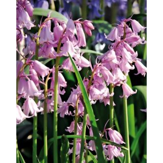 Compra HYACINTHOIDES HISPANICA PINK (100 Unid.). en la tienda online Fito Agrícola