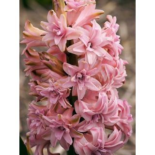 Compra JACINTOS DOBLES PINK (50 Unid.). en la tienda online Fito Agrícola