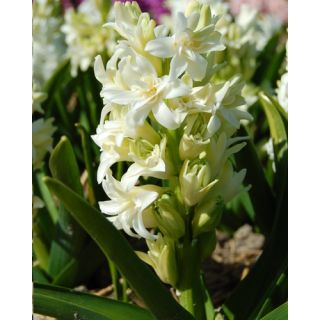 Compra JACINTOS DOBLES WHITE (50 Unid.). en la tienda online Fito Agrícola