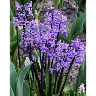 Compra JACINTOS MULTIFLORA BLUE (25 Unid.). en la tienda online Fito Agrícola