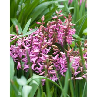 Compra JACINTOS MULTIFLORA PINK (25 Unid.). en la tienda online Fito Agrícola