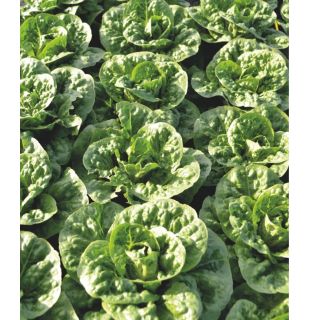 Compra LECHUGA IDALIA (LR-883) Pildorada (25.000 Semillas) en la tienda online Fito Agrícola