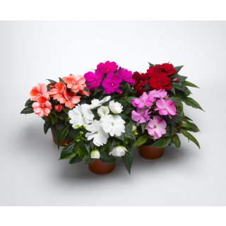 Compra IMPATIENS FLORIFIC® MIX (1000 Semillas) en la tienda online Fito Agrícola