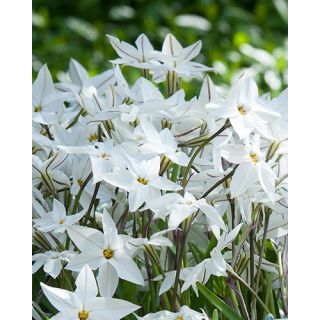 Compra IPHEION UNIFLORUM (100 Unid.). en la tienda online Fito Agrícola