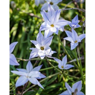 Compra IPHEION UNIFLORUM WISLEY BLUE (100 Unid.). en la tienda online Fito Agrícola