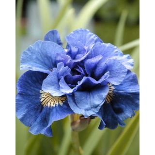 Compra IRIS SIBIRICA CONCORD CRUSH (25 Unid.). en la tienda online Fito Agrícola