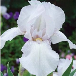 Compra IRIS GERMANICA WHITE KNIGHT (25 Unid.). en la tienda online Fito Agrícola