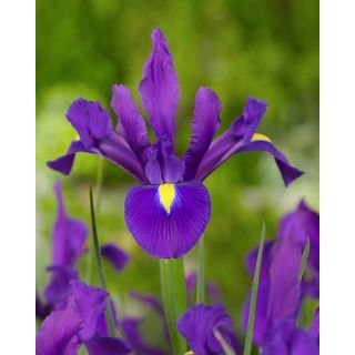 Compra IRIS HOLANDICA PURPLE SENSATION (100 Unid.). en la tienda online Fito Agrícola