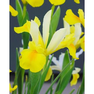 Compra IRIS HOLANDICA SYMPHONY (100 Unid.). en la tienda online Fito Agrícola