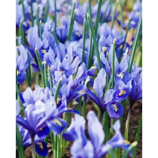 Compra IRIS RETICULATA ALIDA (100 Unid.). en la tienda online Fito Agrícola