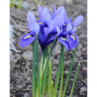 Compra IRIS RETICULATA HARMONY (100 Unid.). en la tienda online Fito Agrícola