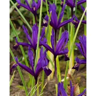 Compra IRIS RETICULATA PAULINE (100 Unid.). en la tienda online Fito Agrícola