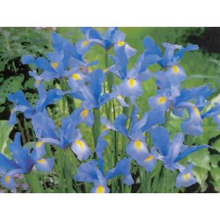 Compra IRIS HOLANDICA SAPHHIRE BEAUTY (100 Unid.). en la tienda online Fito Agrícola