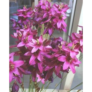 Compra IXIA MABEL (100 Unid.). en la tienda online Fito Agrícola