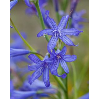 Compra IXIOLIRION TATARICUM (100 Unid.). en la tienda online Fito Agrícola