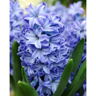 Compra JACINTOS AQUA (50 Unid.). en la tienda online Fito Agrícola