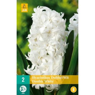 Compra JACINTOS DOBLES WHITE en la tienda online Fito Agrícola