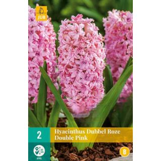 Compra JACINTOS DOBLES PINK en la tienda online Fito Agrícola