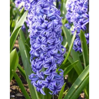 Compra JACINTOS BLUE JACKET (50 Unid.). en la tienda online Fito Agrícola