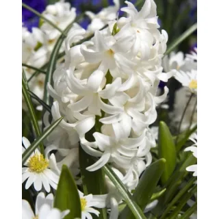 Compra JACINTOS CARNEGIE (50 Unid.). en la tienda online Fito Agrícola