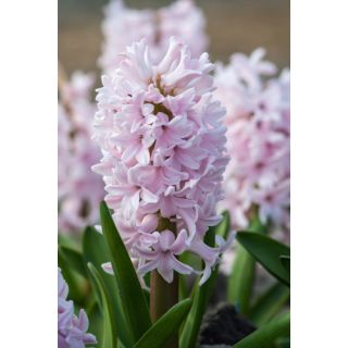 Compra JACINTOS CHINA PINK (50 Unid.). en la tienda online Fito Agrícola