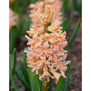 Compra JACINTOS GIPSY QUEEN (50 Unid.). en la tienda online Fito Agrícola