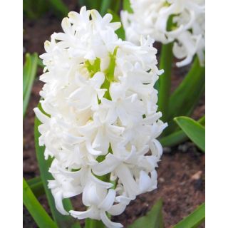 Compra JACINTOS WHITE PEARL (50 Unid.). en la tienda online Fito Agrícola