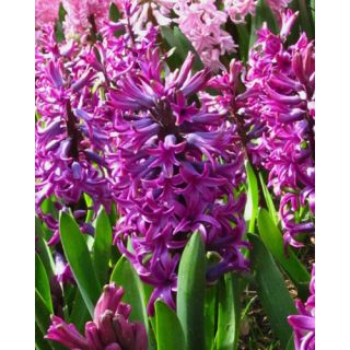 Compra JACINTOS WOODSTOCK (50 Unid.). en la tienda online Fito Agrícola