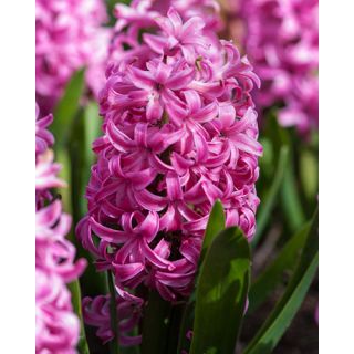 Compra JACINTOS PINK PEARL (50 Unid.). en la tienda online Fito Agrícola