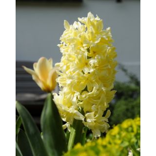 Compra JACINTOS CITY OF HAARLEM (50 Unid.). en la tienda online Fito Agrícola