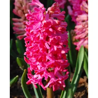 Compra JACINTOS JAN BOS (50 Unid.). en la tienda online Fito Agrícola