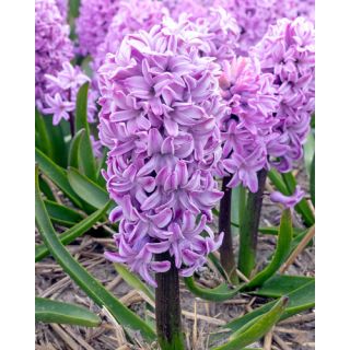 Compra JACINTOS PURPLE VOICE (50 Unid.). en la tienda online Fito Agrícola