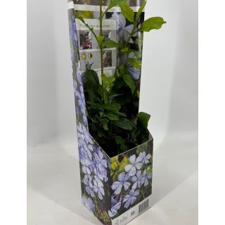 Compra JAZMIN AZUL (1 Unid.) en la tienda online Fito Agrícola