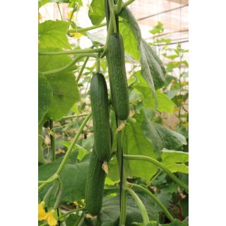 Compra PEPINO JENERO F1 (1000 Semillas) en la tienda online Fito Agrícola