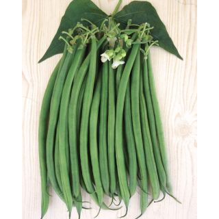 Compra JUDÍA ASEO (100.000 Semillas) en la tienda online Fito Agrícola