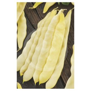 Compra JUDIA CAPITANO (25 Kgr.). en la tienda online Fito Agrícola