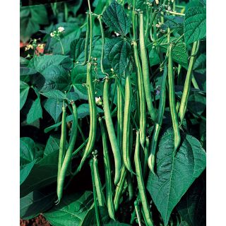 Compra JUDÍA MAXI (250 gr.). en la tienda online Fito Agrícola