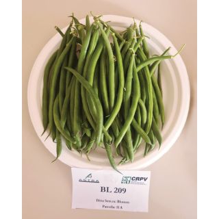 Compra JUDÍA BL 209 (5.000 Semillas). en la tienda online Fito Agrícola