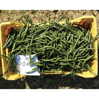 Compra JUDÍA BL 210 (100.000 Semillas). en la tienda online Fito Agrícola