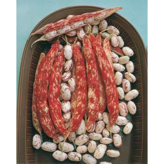 Compra JUDÍA BORLOTTO LINGUA DI FUOCO NANO Sel. Sem (20 Kgr.) en la tienda online Fito Agrícola