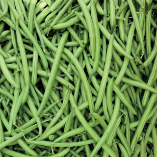 Compra JUDÍA DINASTY (25.000 Semillas) en la tienda online Fito Agrícola